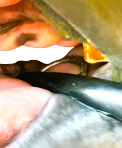 WTP Lugging Bit sitting in the horse's mouth